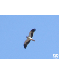 گونه عقاب پر پا Booted Eagle 